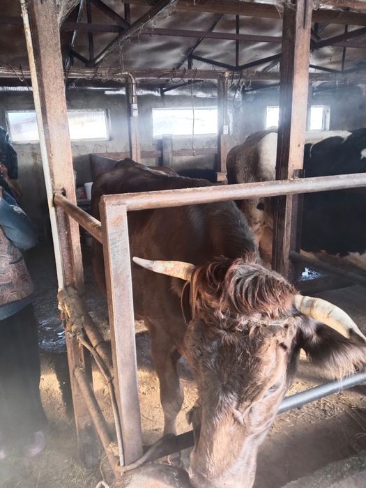 Все  доятся все стельные