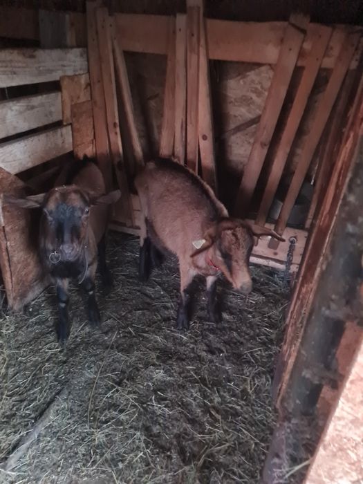 Vand iada alpina franceze