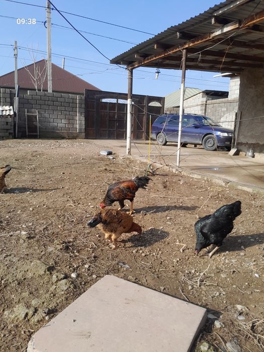 Қораз петух  жас қораз