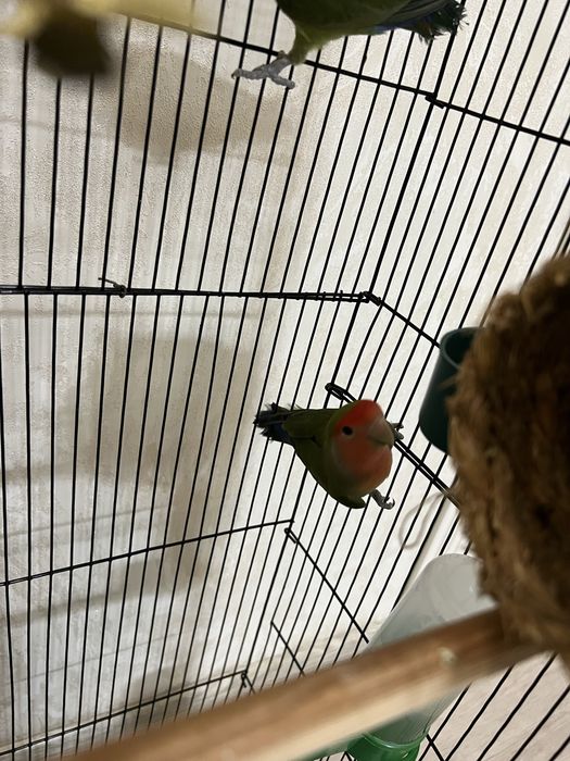 Продам попугая неразлунчика