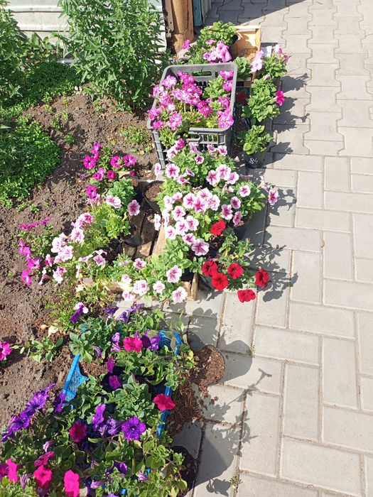 РАСПРОДАЮ ампельную петунию