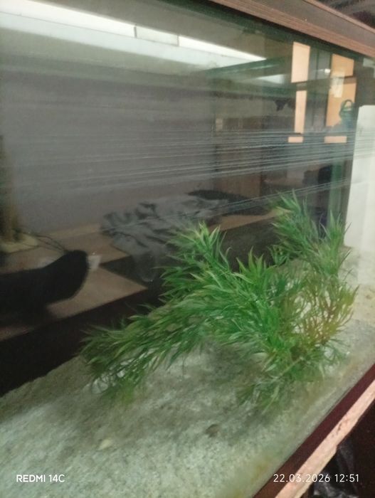 Аквариум  Akvarium