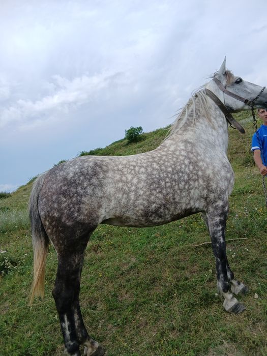 De vânzare iapă .