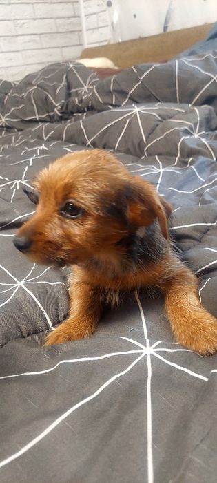 Border Terrier mini toy