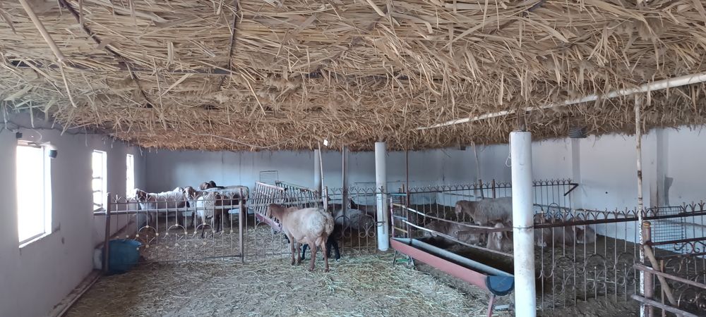 Ферма  арендага берилади мол, паранда, куй бокиш учун хамм