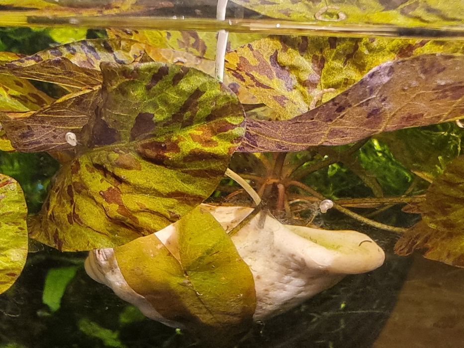 Nufar de acvariu in scoică, betta, moss