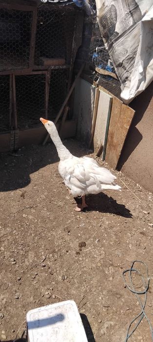 Gâscă şi 3 boboci