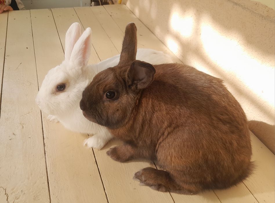 Quyon 1 juft samest samka karlik