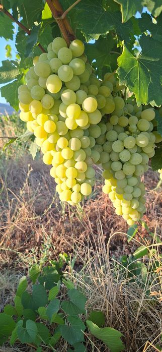 Продавам десертно и винено грозде