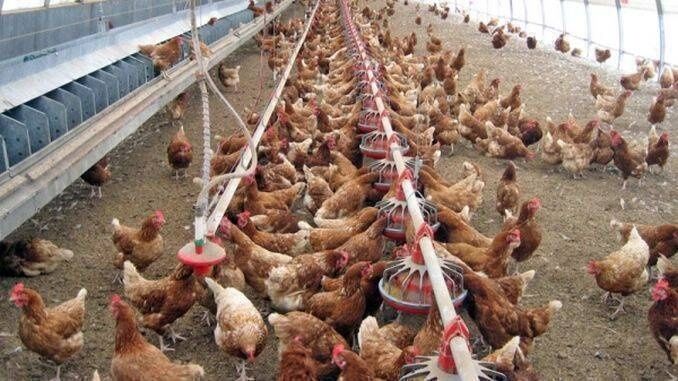 Gaini ouătoare tinere