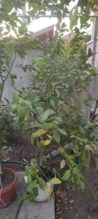 Лимонови дръвчета