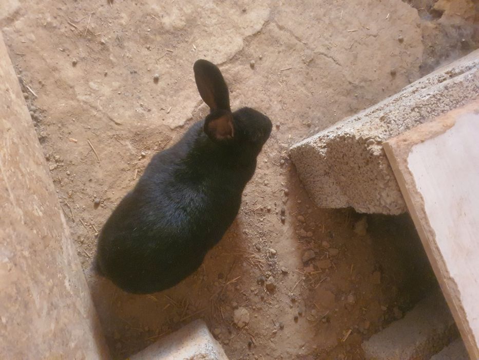 Кора куен кулги калта