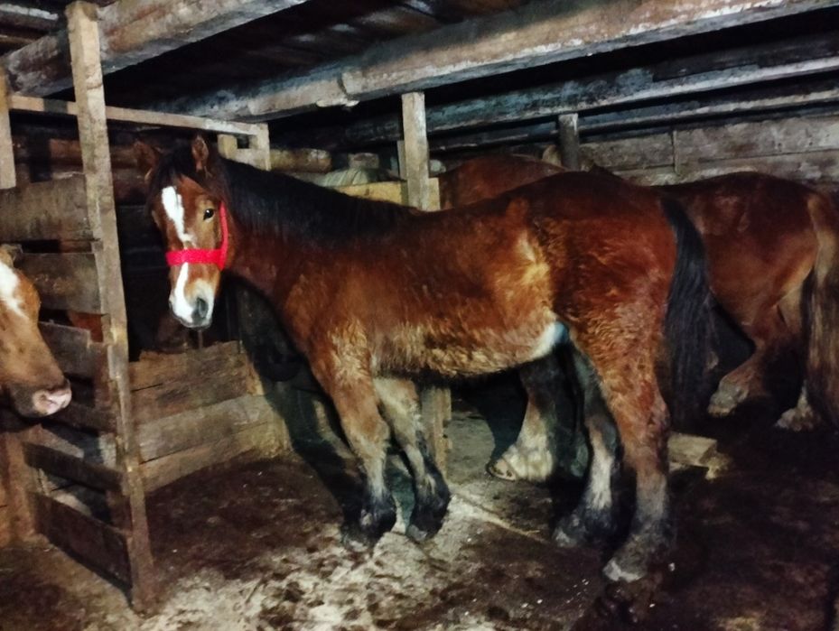 Vând mânz semigreu de 10 luni