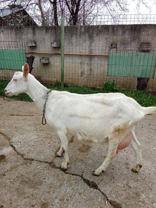 Vând ieduț anglonibian cu sannen