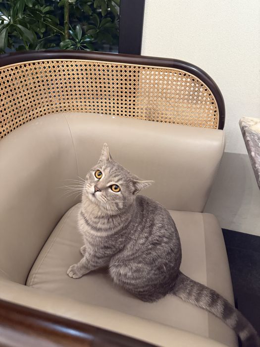 Пристраивается котик