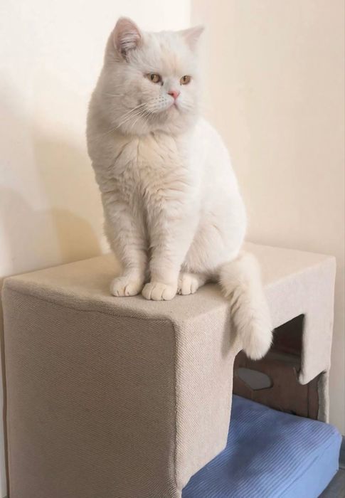 Britansky Gegant mushuk sotiladi