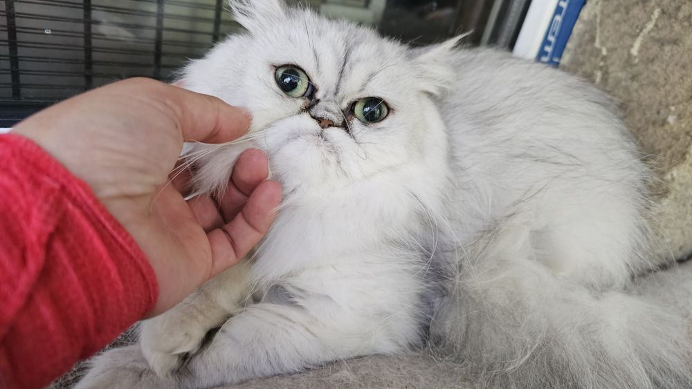 Персийски котенца