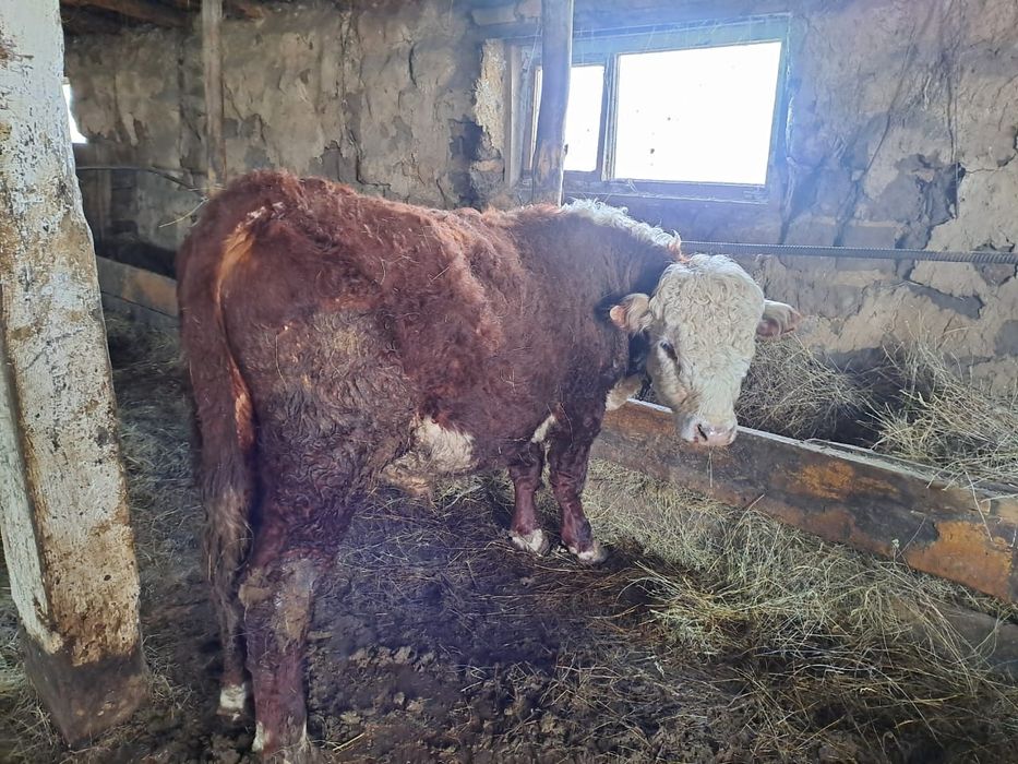 Продам бычков 3 голов