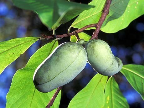 Banana Nordului paw paw