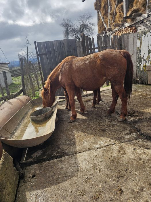 Продавам Кубила и конче