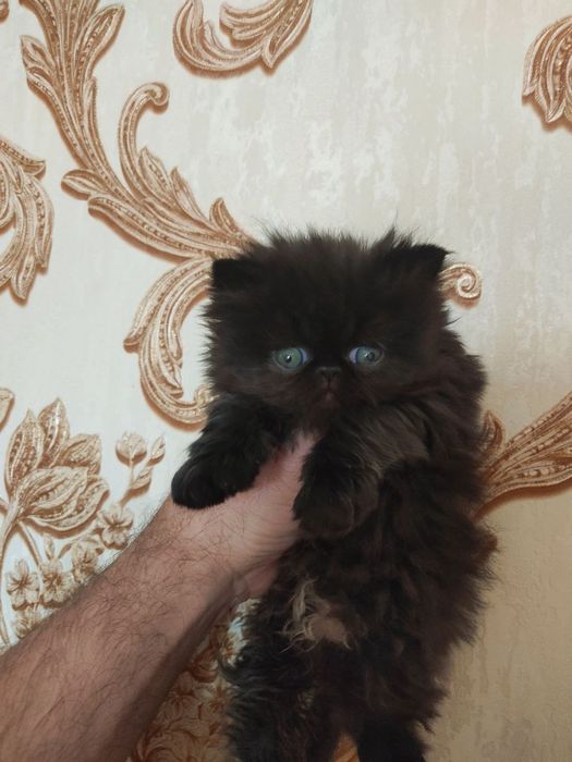 Персидские котята зксрималы