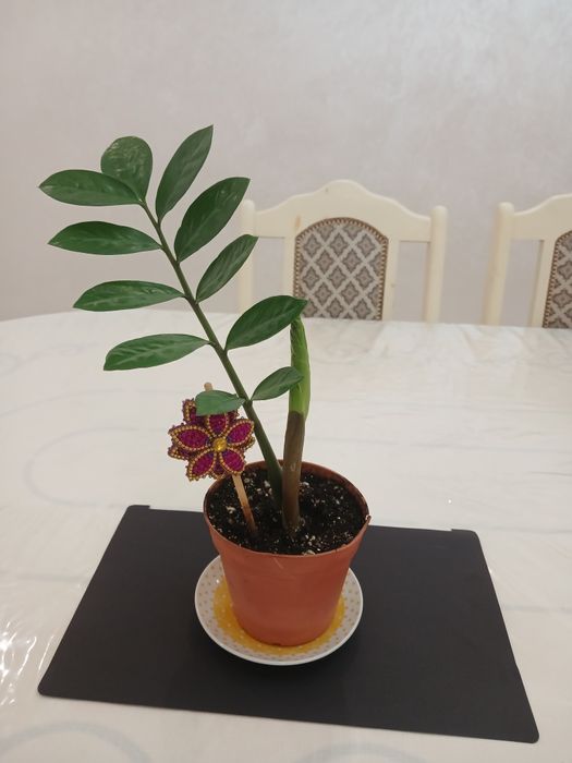 Замиокулькас замелистный