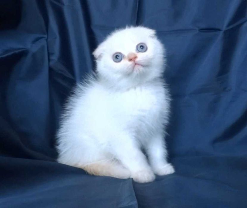 Шотландски късокосмести котенца