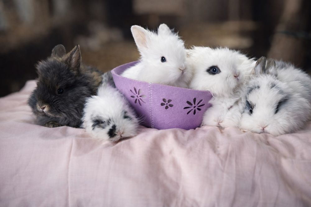 Iepuri pitici cap de leu pufoși