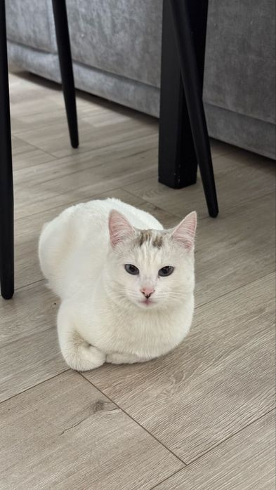 Отдалим кошечку в хорошие руки