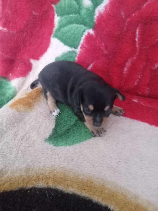 Продам МИНИ той-терьеров