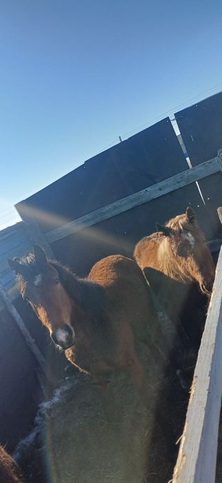 Продам тай 1  годоловый