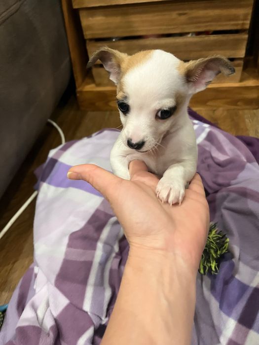 Мъжки чихупинчер