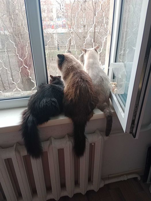 отдам котов и кошек в добрые руки