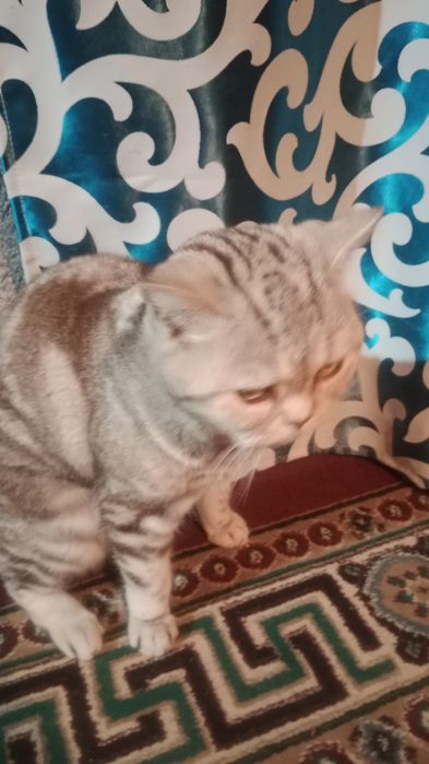 Шотландский кошка возраст 1 год
