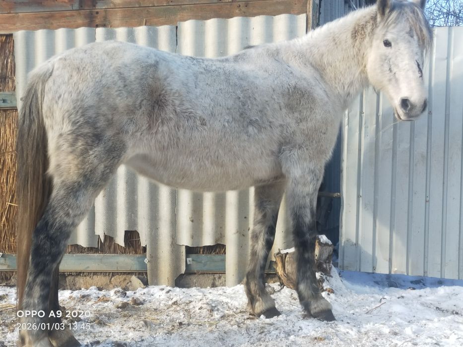 Кобыла на откорме