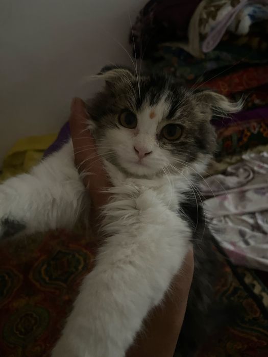 Кошка шотландский