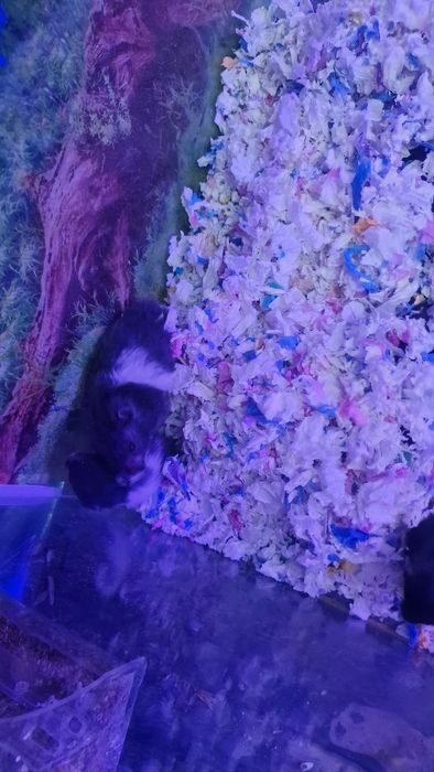 Хомяк сирийский продам