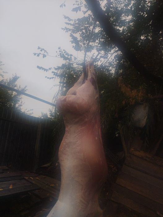 Кой Баран кои бараны Баран Кои