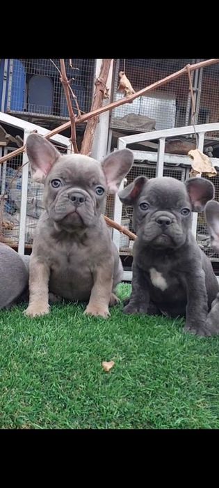 Малыши французики