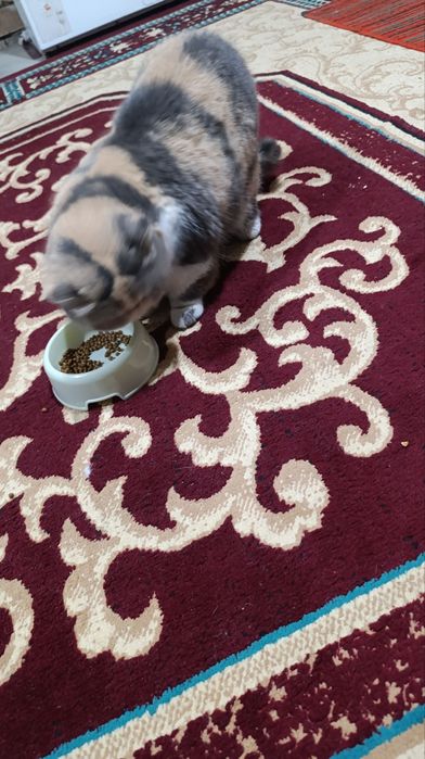 Срочно продается кошка, персидская порода