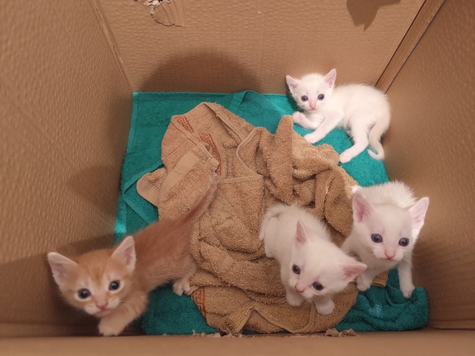 Котята ищут семью