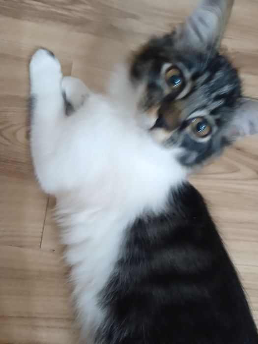 Котёнок.  Животные