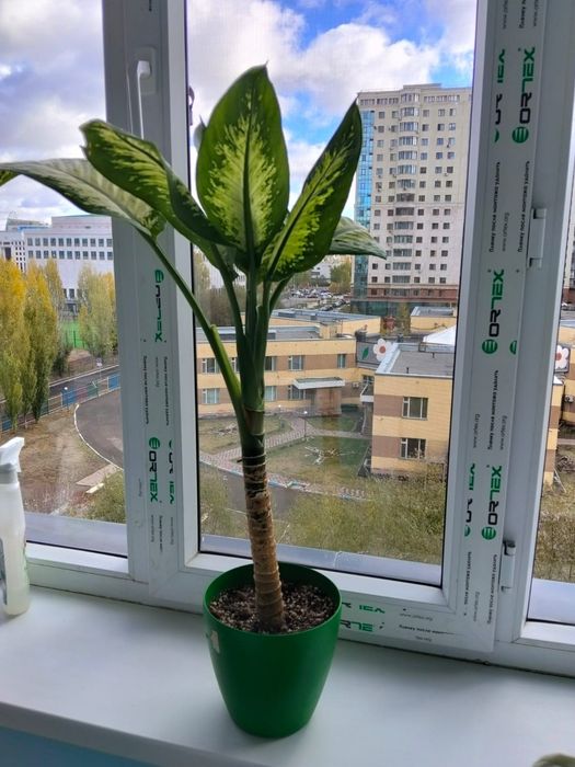 Продам диффенбахия тропик Сноу