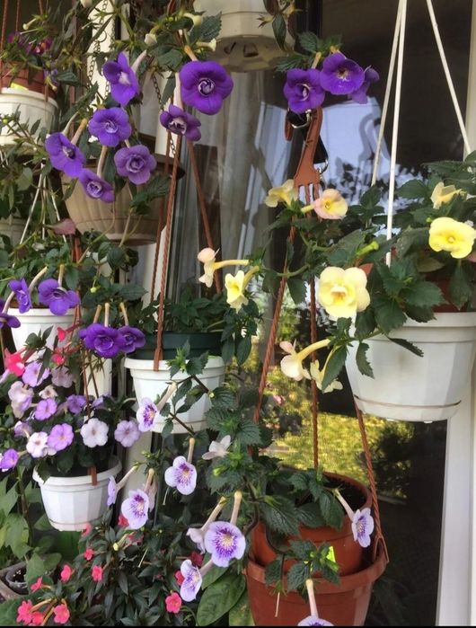 Ахименес,  красивые