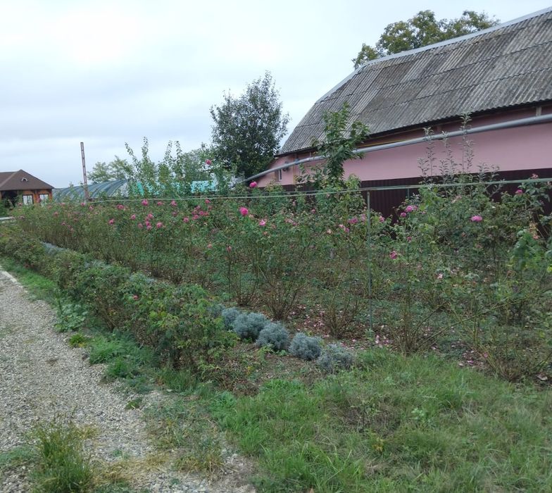 Trandafiri de dulceață + cățărători/Lavanda puieți
