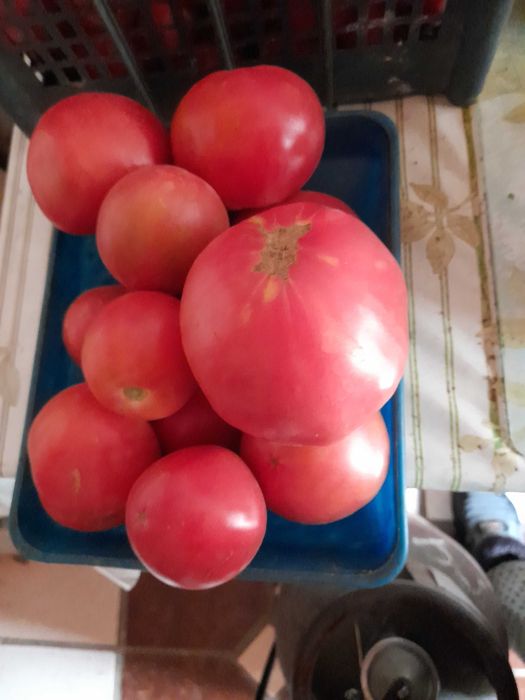 Продам свои семена помидор и перца.