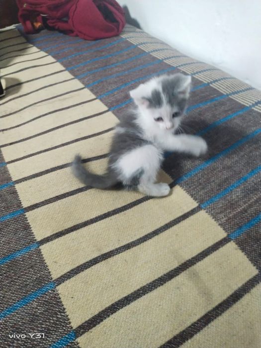 Отдат котят в добрые руки