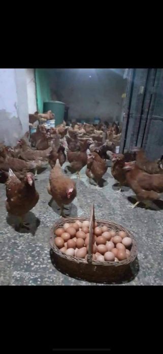 Găini roșii tinere de ouă