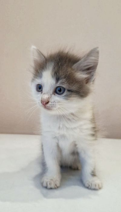 Отдам котенка в добрые руки