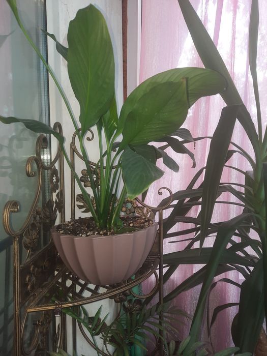 Срочно продам комнатные цветы